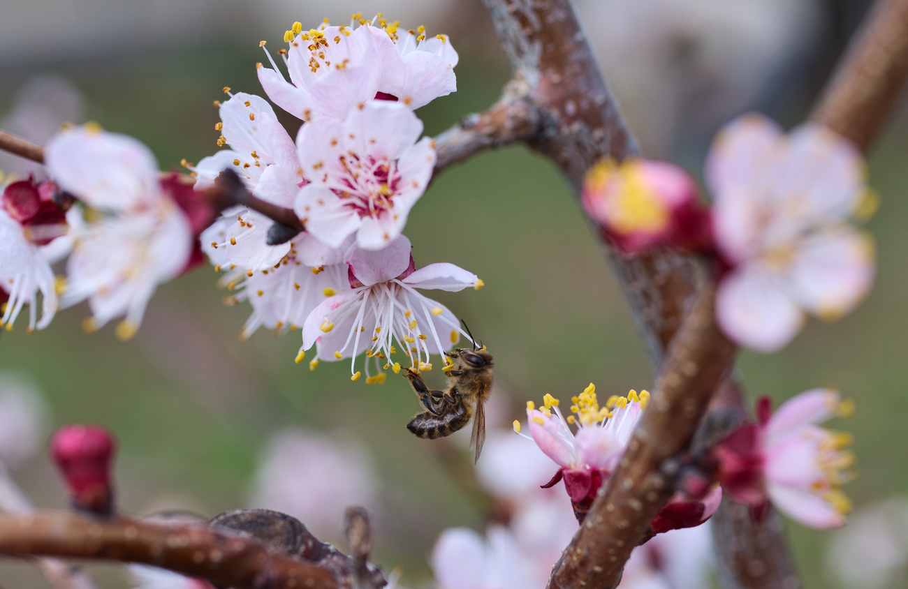 photo "***" tags: macro and close-up, 