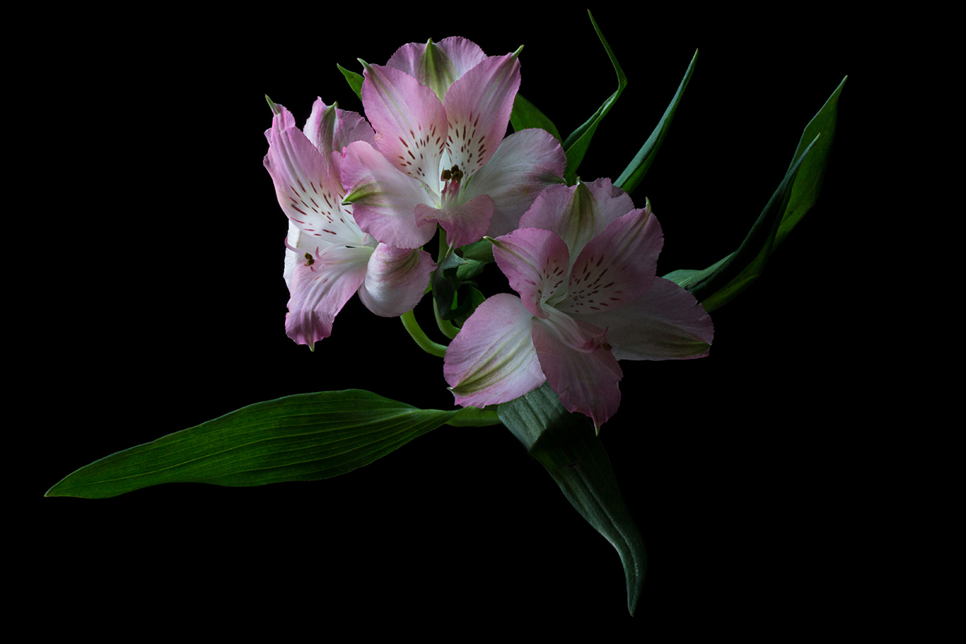 photo "* * *" tags: macro and close-up, nature, flowers, альстромерия