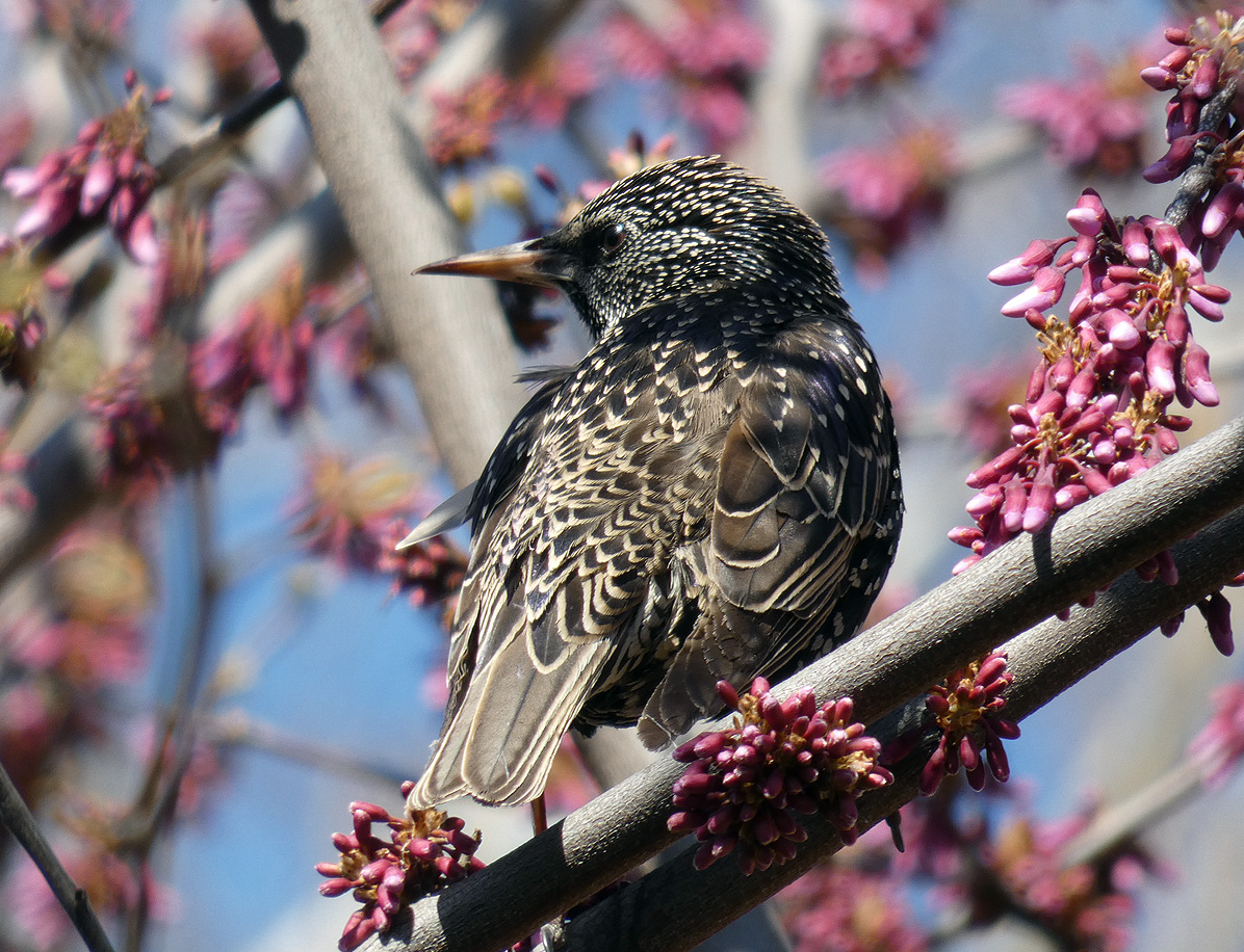 photo "***" tags: macro and close-up, wild animals