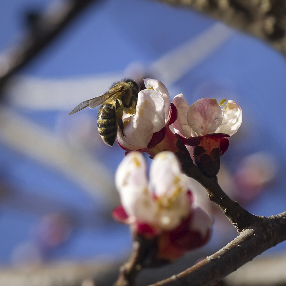 photo "***" tags: macro and close-up, spring, абрикос, март, пчела