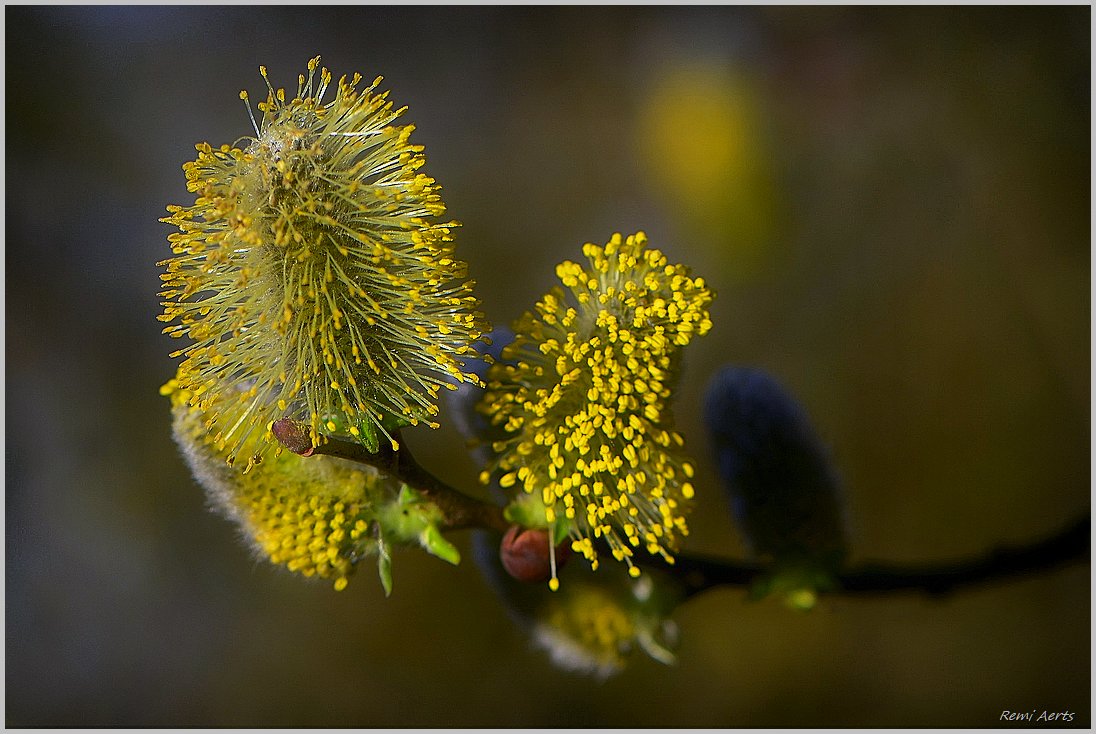 photo "***" tags: nature, macro and close-up, 