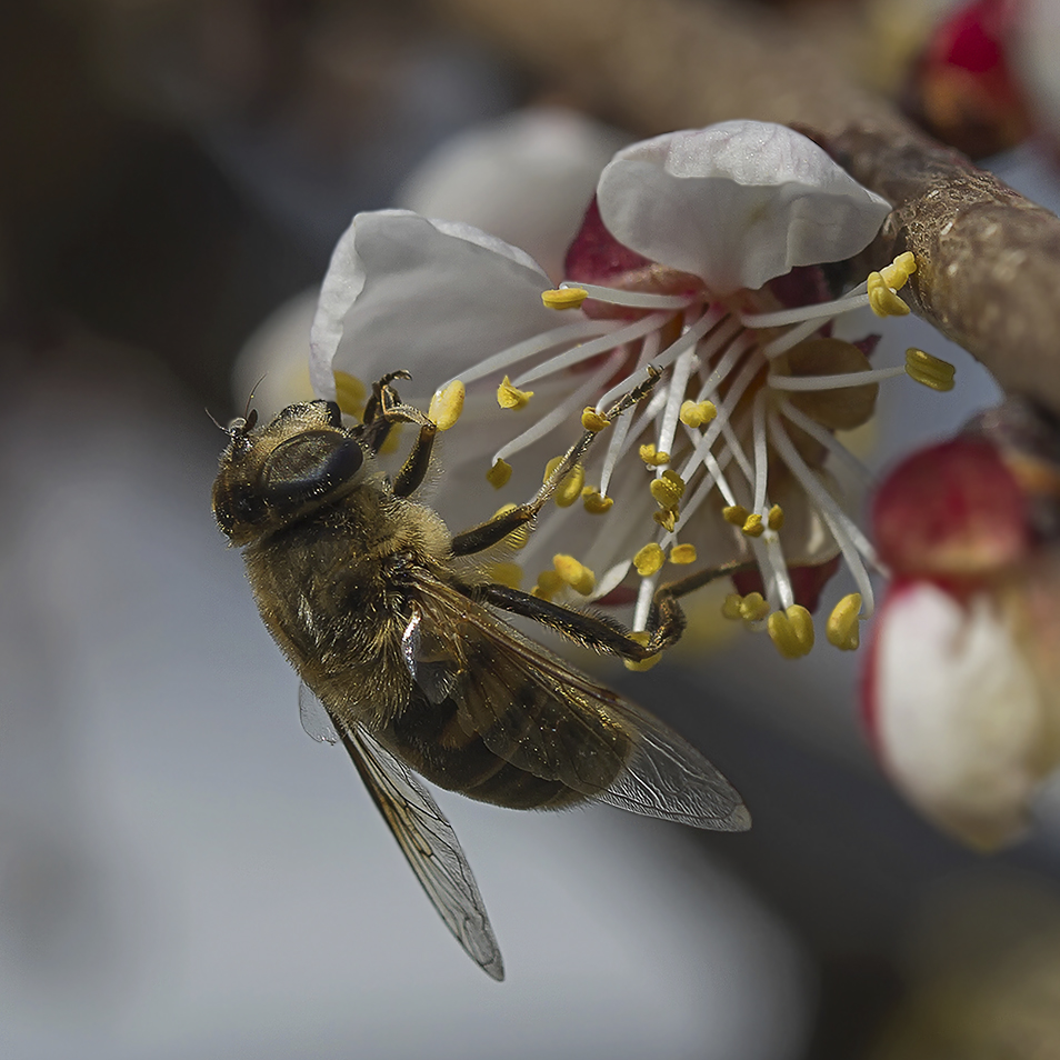 photo "***" tags: macro and close-up, spring, абрикос, пчела