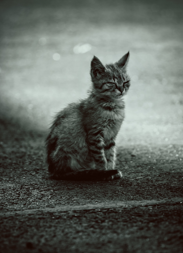 photo "медитация" tags: misc., nature, black&white, cat, kitten, tomcat, коты, кошки, медитация