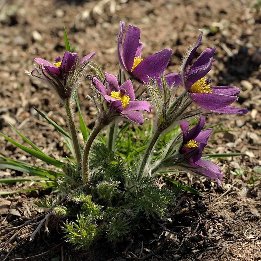 фото "Сон-Трава, Прострел Раскрытый, Pulsatilla Patens" метки: макро и крупный план, 