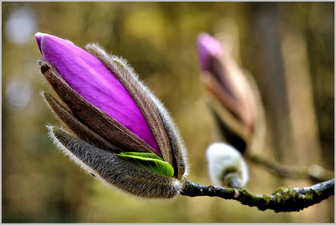 photo "***" tags: nature, macro and close-up, 