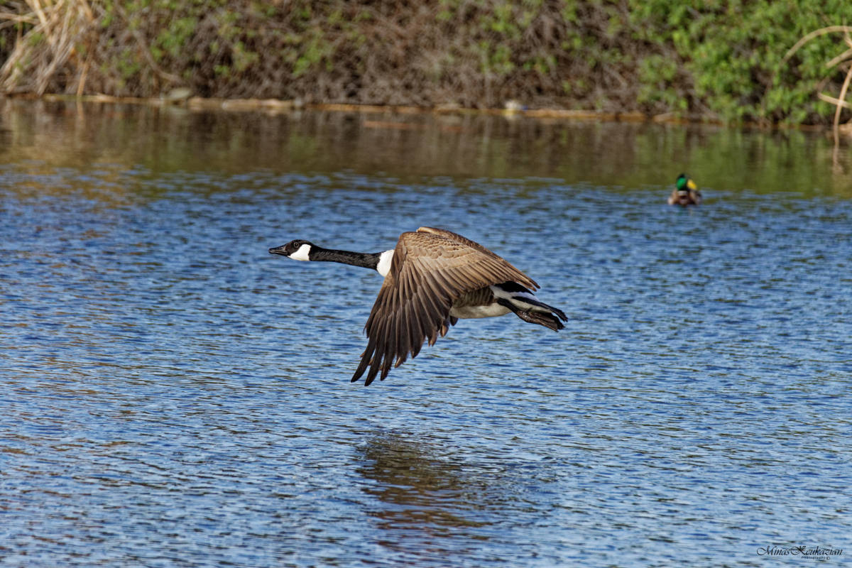 фото "Canadian geese" метки: природа, разное, wild animals bird fish lake