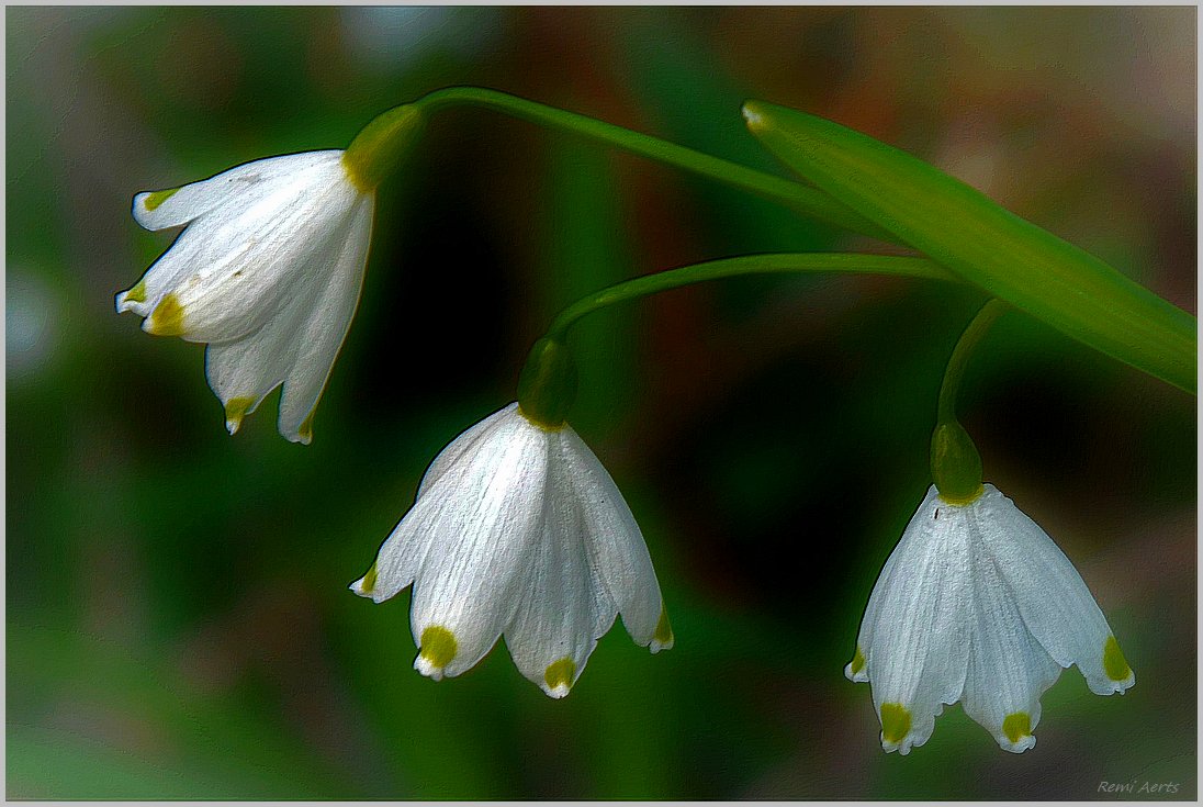 photo "***" tags: nature, macro and close-up, 