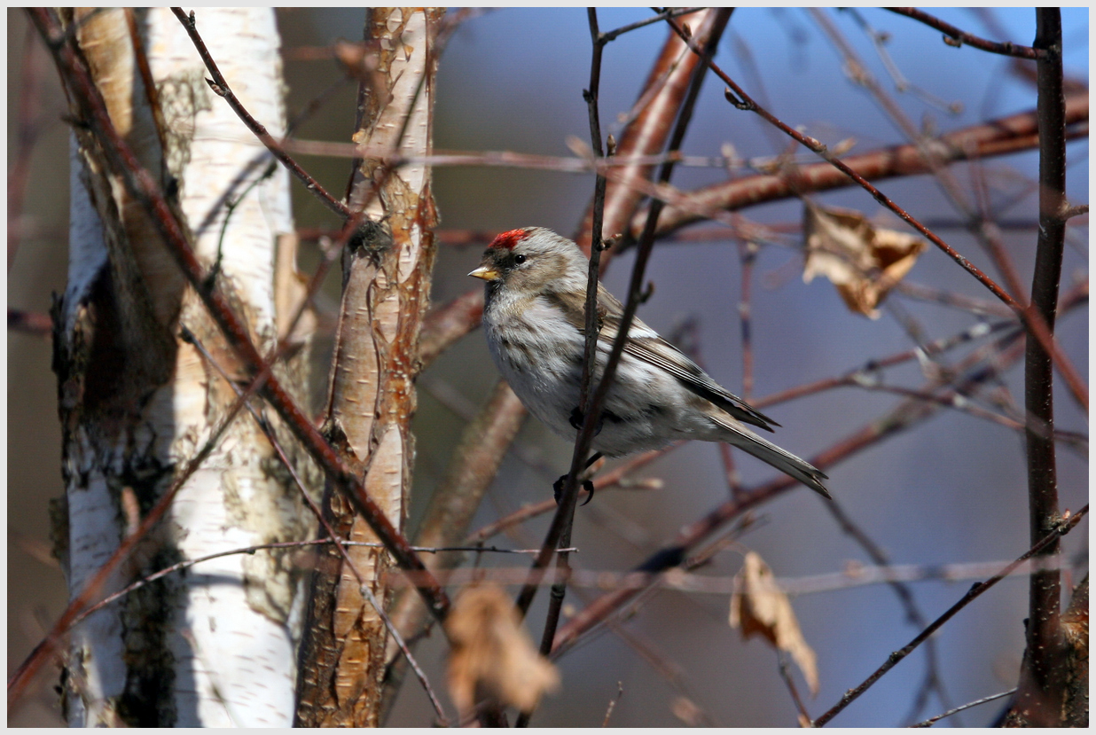 photo "Spring bird" tags: nature, macro and close-up, 