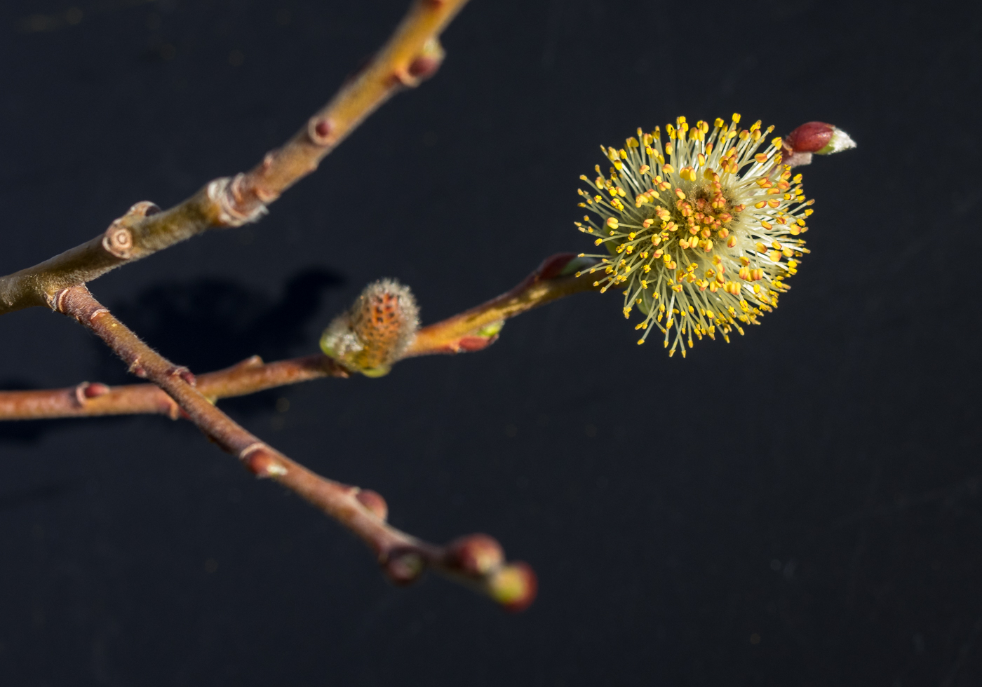 фото "Цветок Вербы в своем несовершенстве" метки: макро и крупный план, Pussy Willow, Wabi Sabi, Ваби Саби, верба