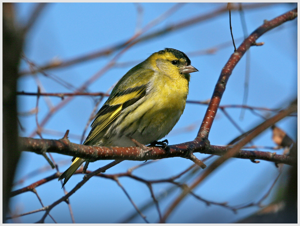 photo "Carduelis spinus" tags: nature, macro and close-up, 