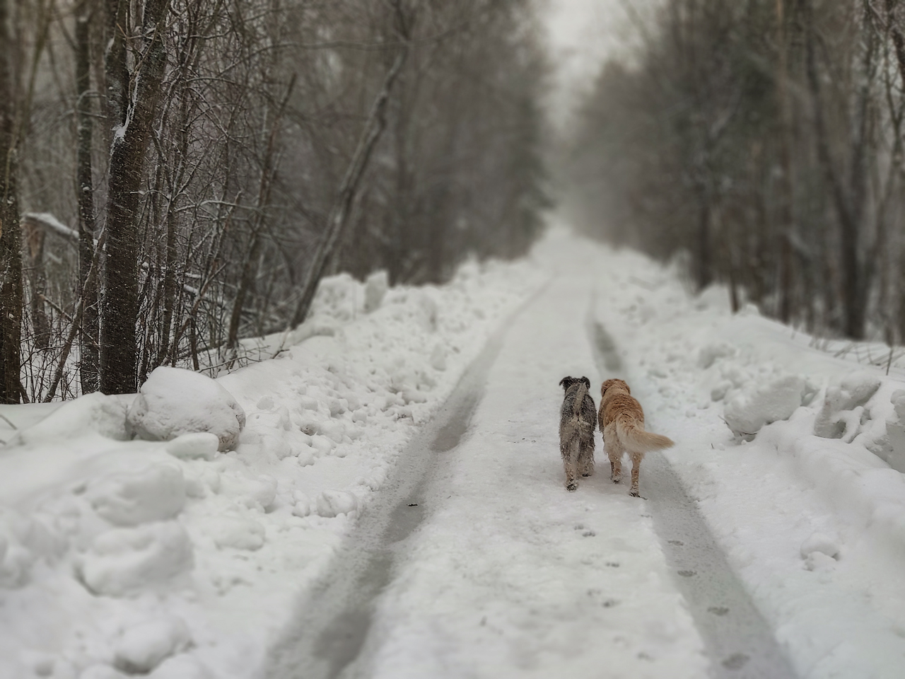 photo "***" tags: genre, winter, Ленинградская область, Мобилкография, зверьё, метель