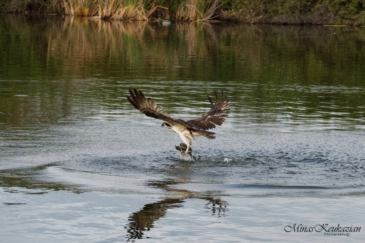 фото "Osprey" метки: природа, разное, wild animals bird fish lake
