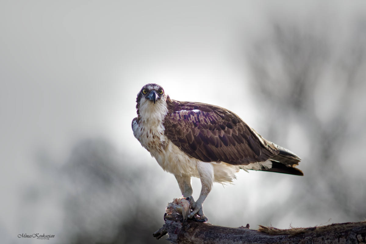 photo "Osprey" tags: nature, misc., wild animals bird fish lake