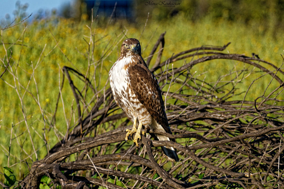 photo "Red tailed hawk" tags: nature, misc., wild animals bird fish lake