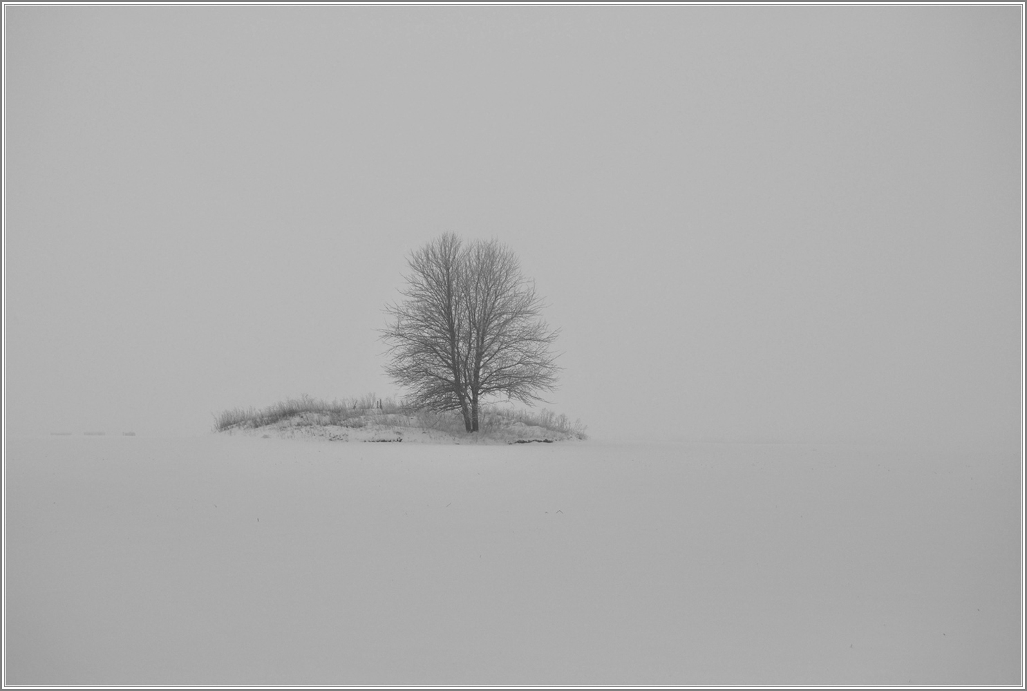 фото "Безмолвие." метки: пейзаж, дерево, зима, поле, снег, туман