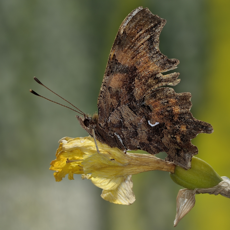 фото "Углокрыльница c-белое (лат. Polygonia c-album)" метки: макро и крупный план, 