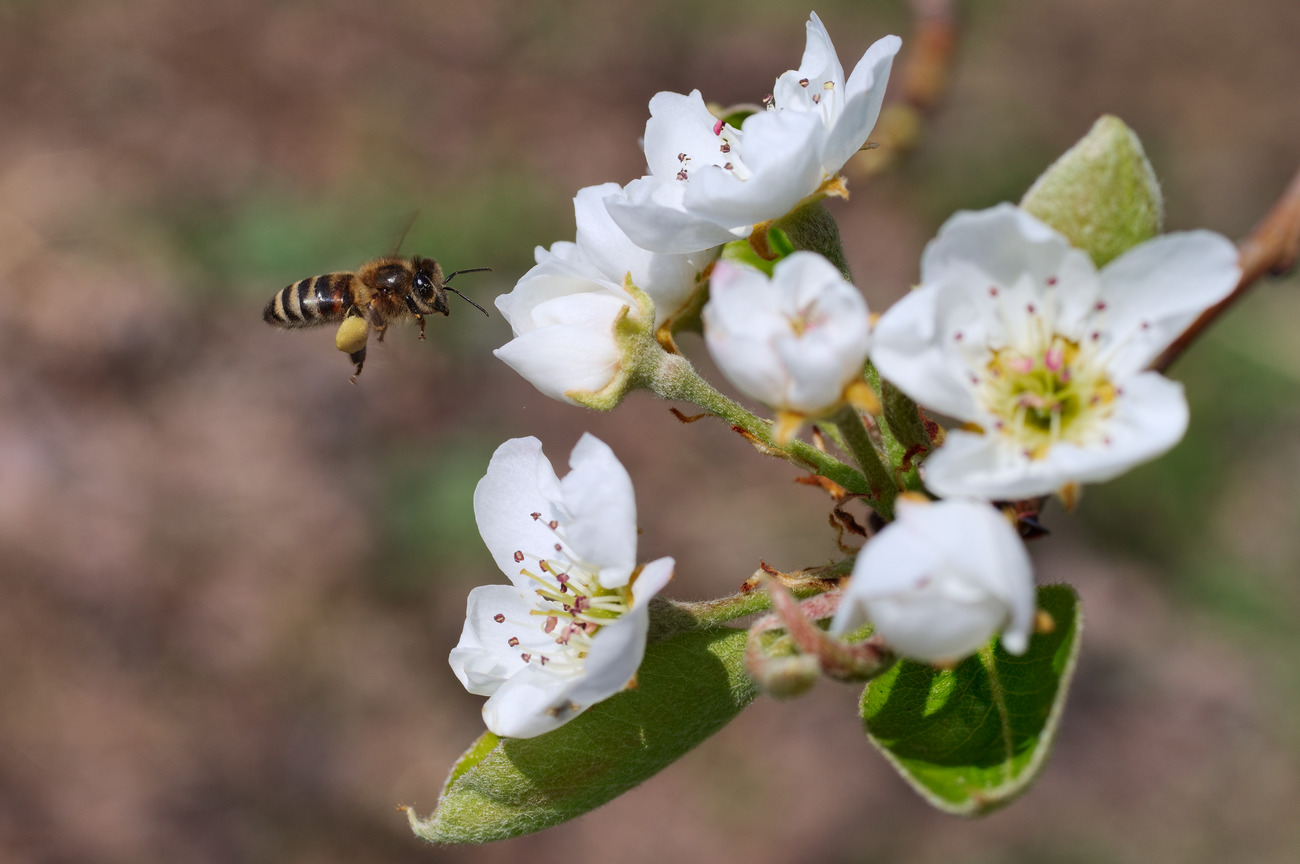 photo "***" tags: macro and close-up, 