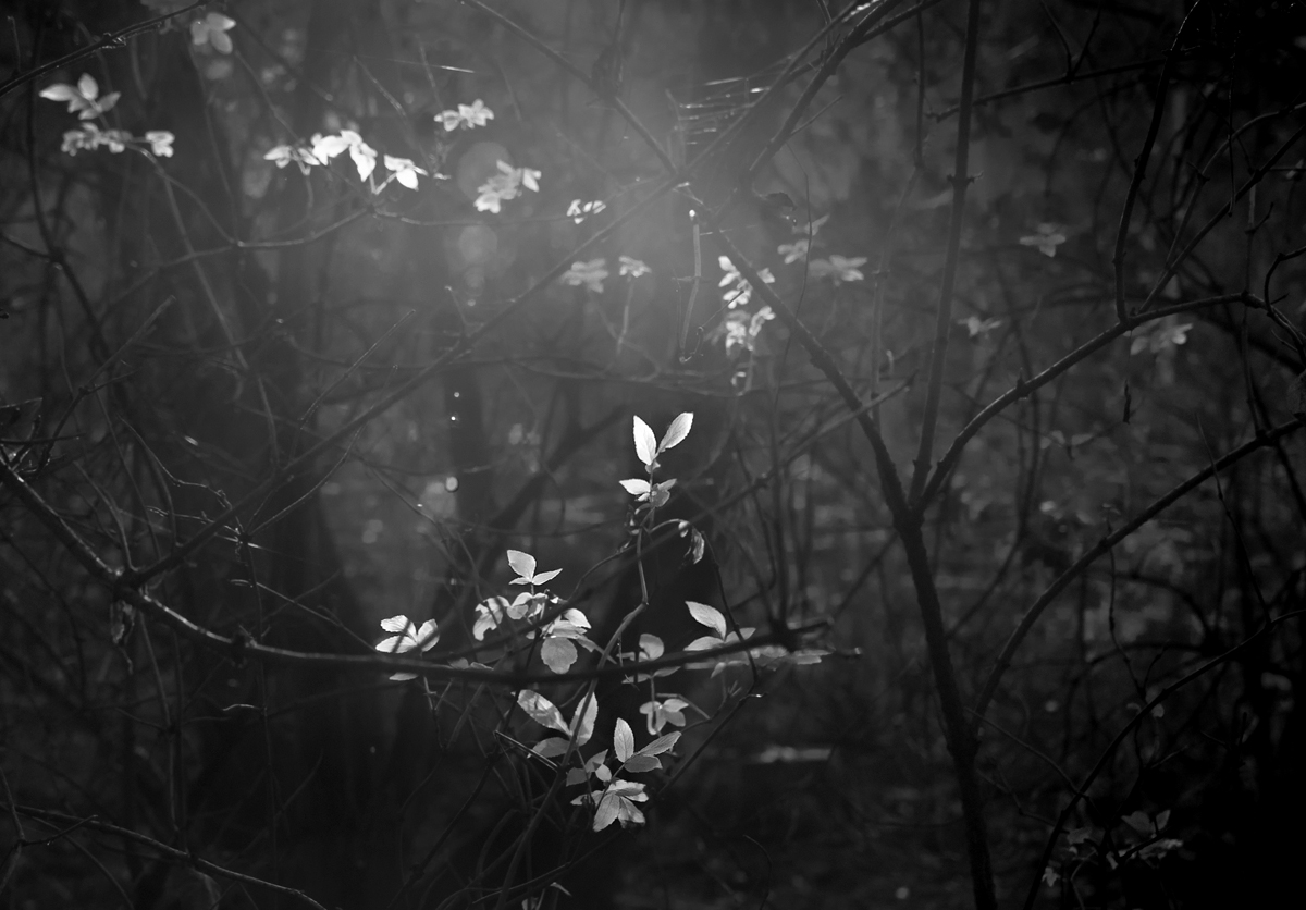 photo "***" tags: nature, black&white, misc., 