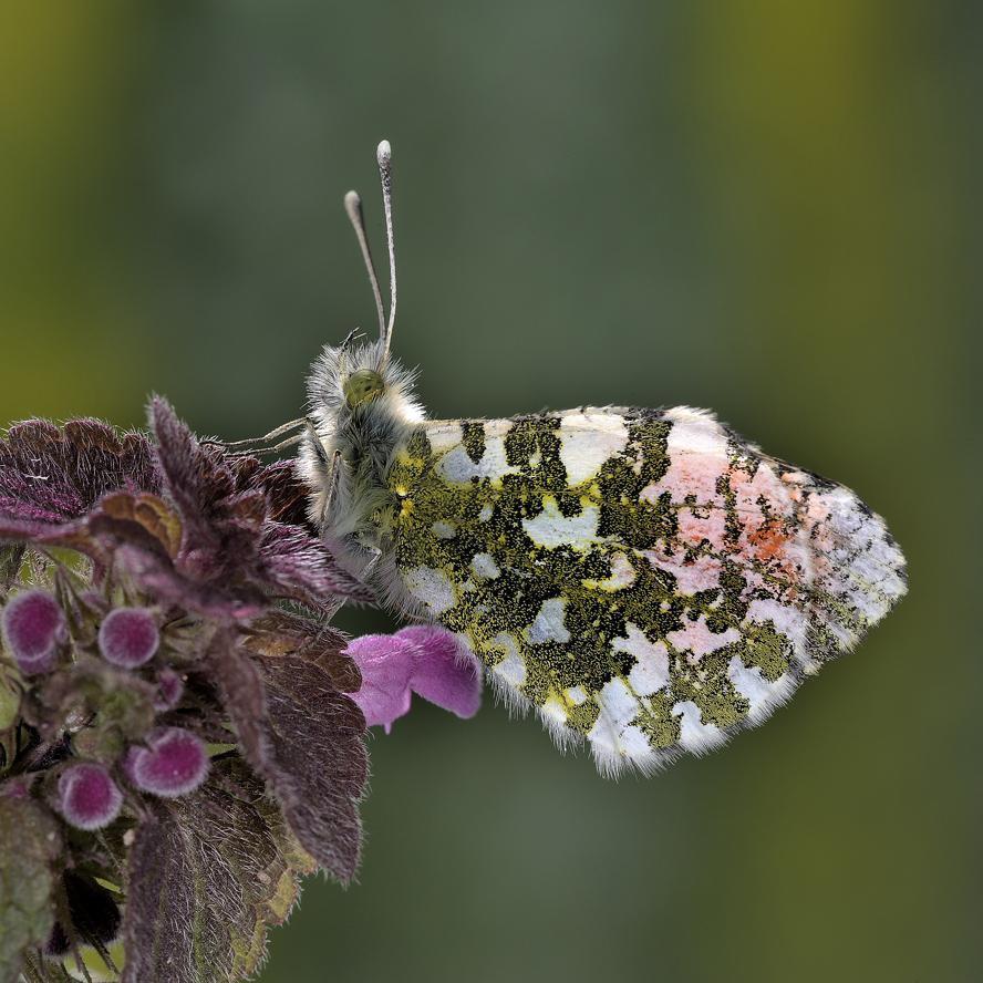 photo "***" tags: macro and close-up, 