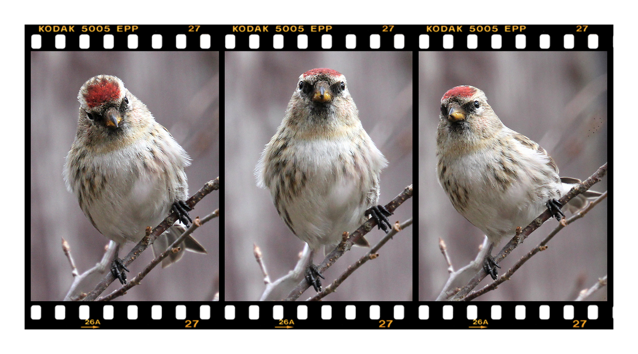 photo "Attention, watch the birdie!" tags: nature, macro and close-up, montage, 