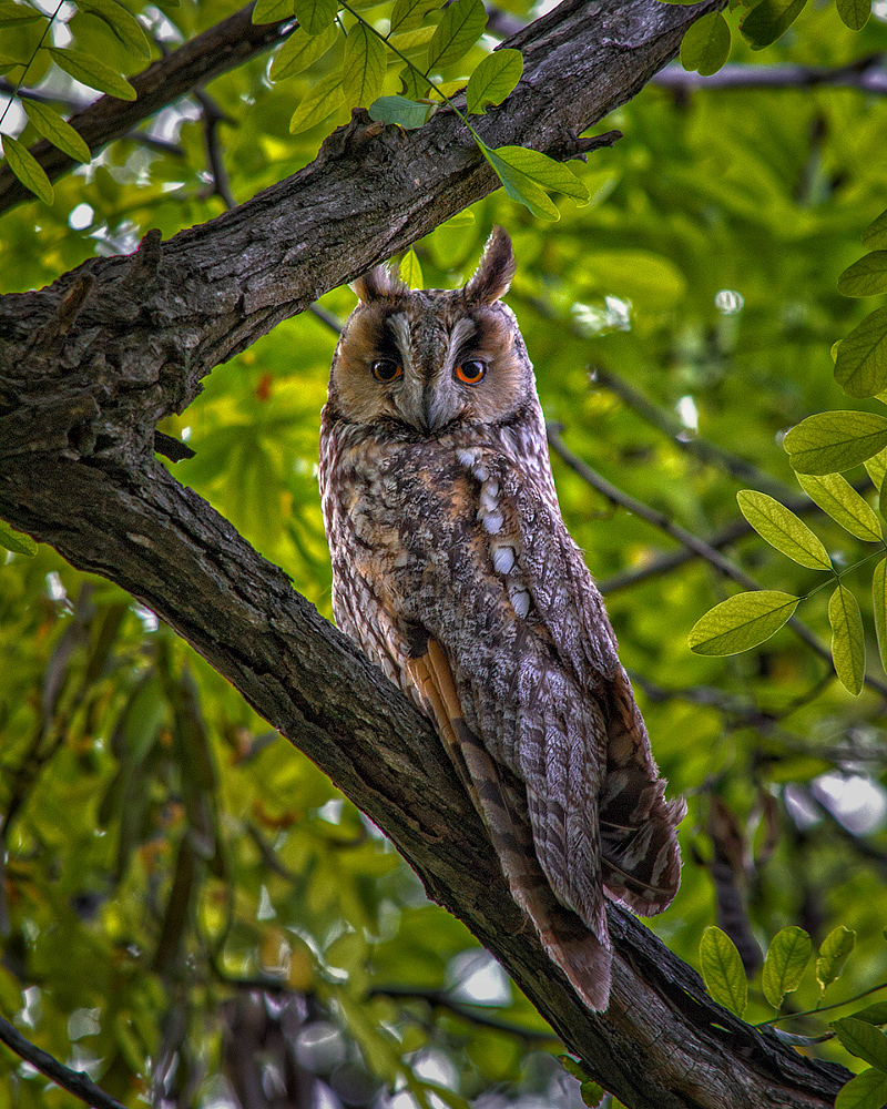 photo "Long-eared owl" tags: nature, misc., птицы, сова, ушастая сова