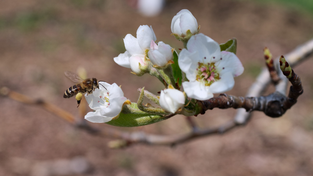 photo "***" tags: macro and close-up, 