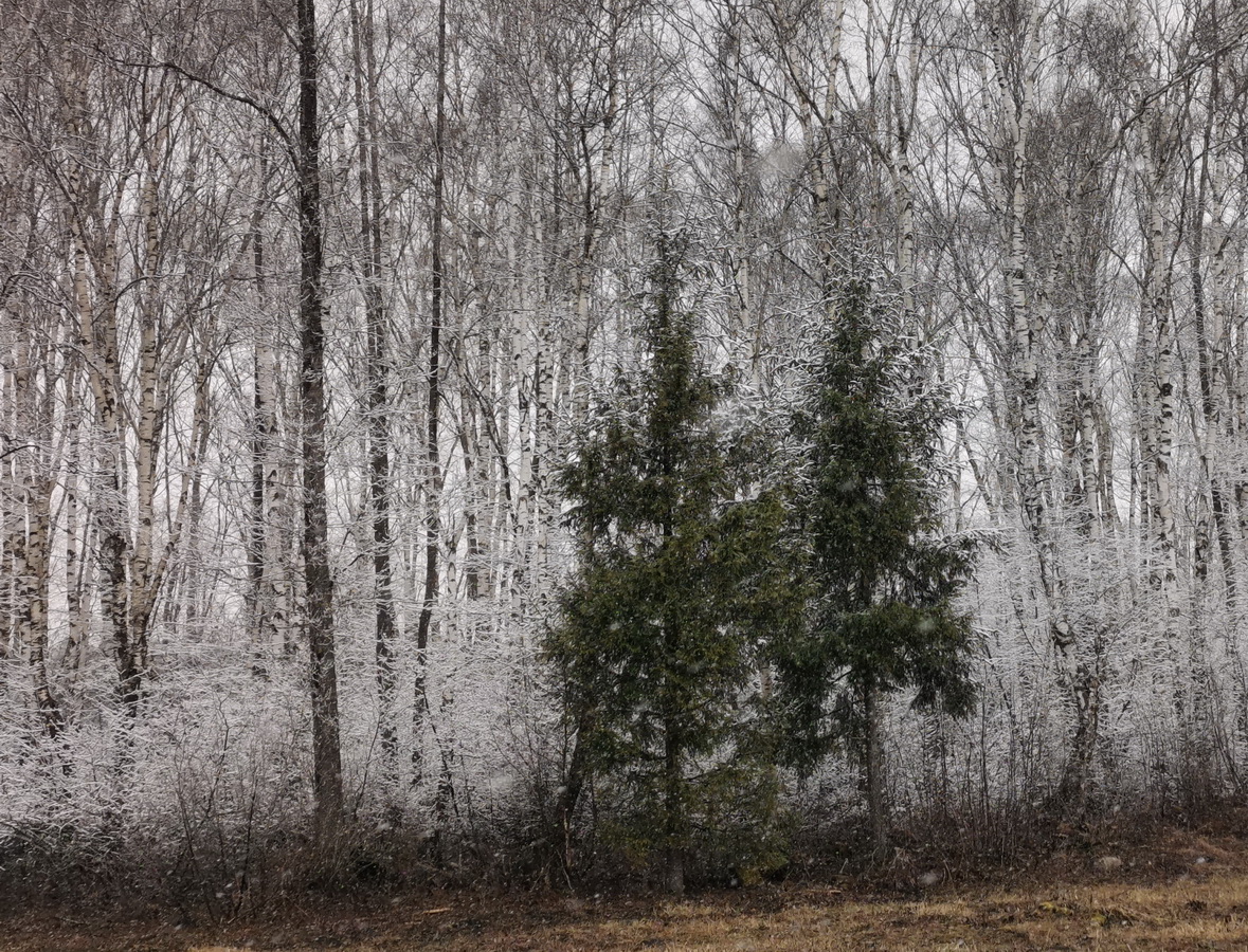 фото "В паутине" метки: путешествия, 