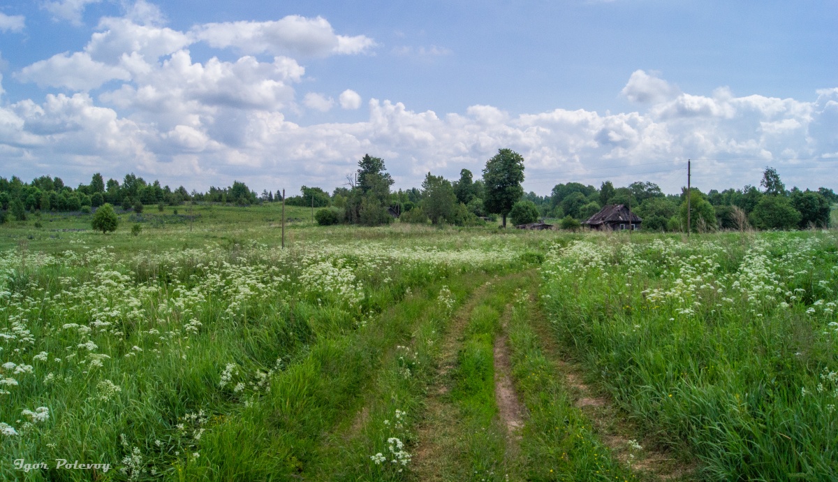 photo "Glushnevo, Opochesky district" tags: landscape, nature, summer