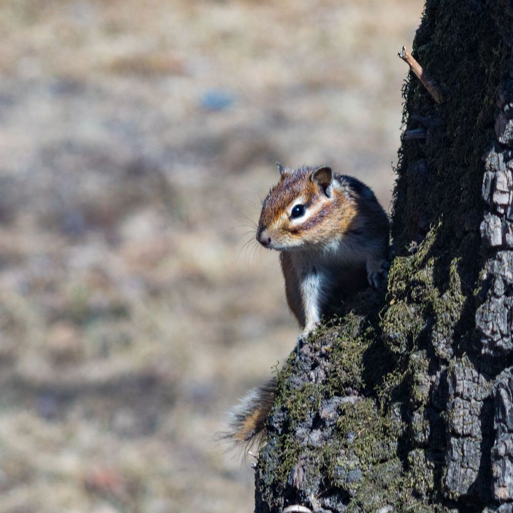 photo "***" tags: nature, macro and close-up, spring, Бурундук, парки Хабаровска, пробуждение, солце, тепло, хорошее настроение