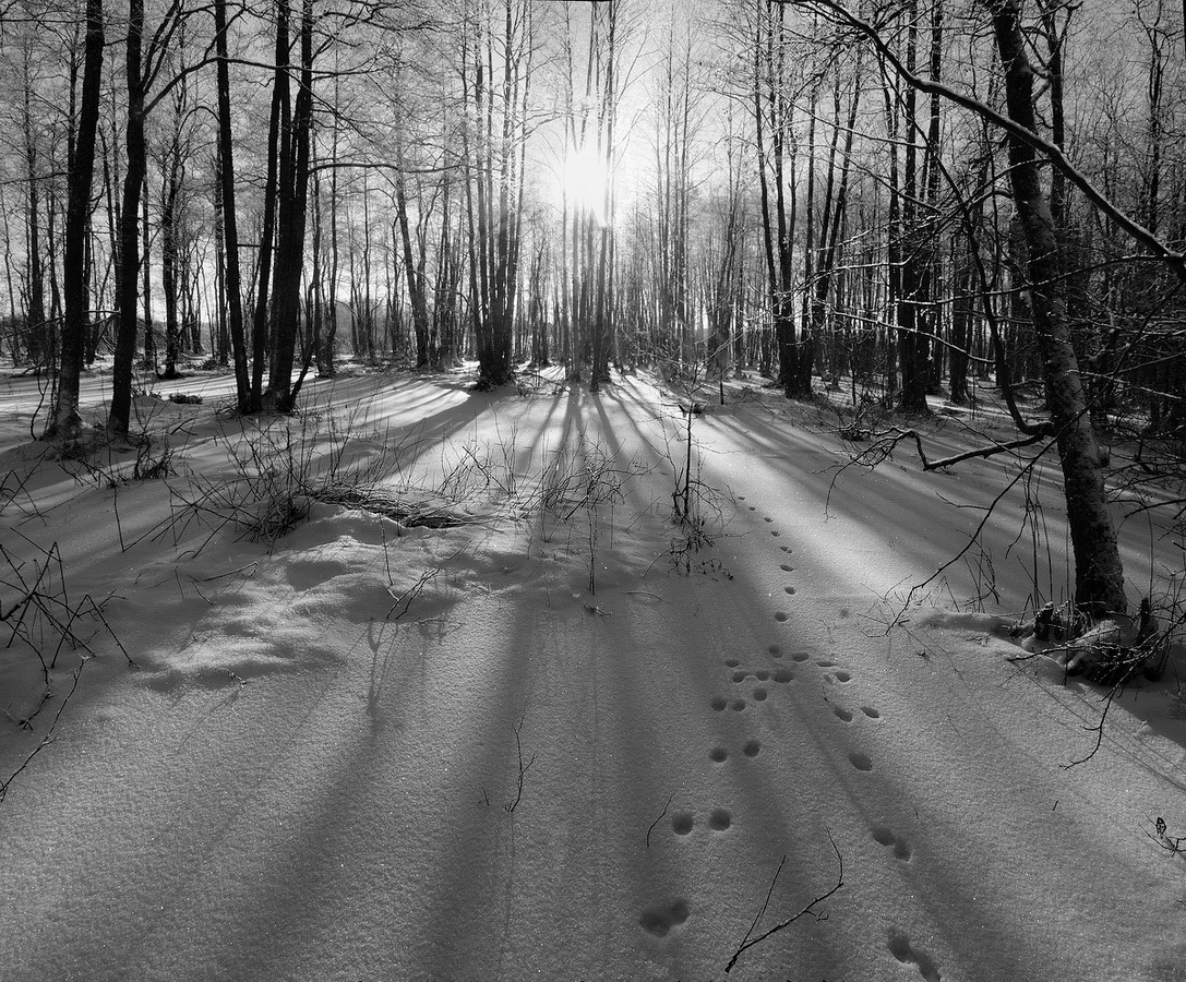 фото "Чьи это следы петляют, около лесных дорог...? :)" метки: пейзаж, природа, 