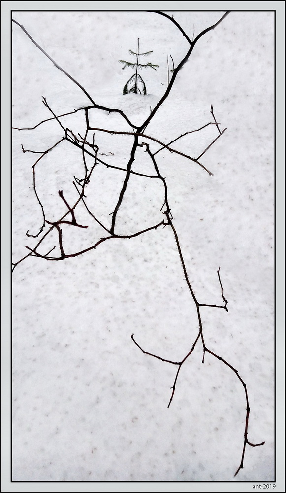 фото "Автограф леса." метки: пейзаж, природа, кустик, снег, ёлочка