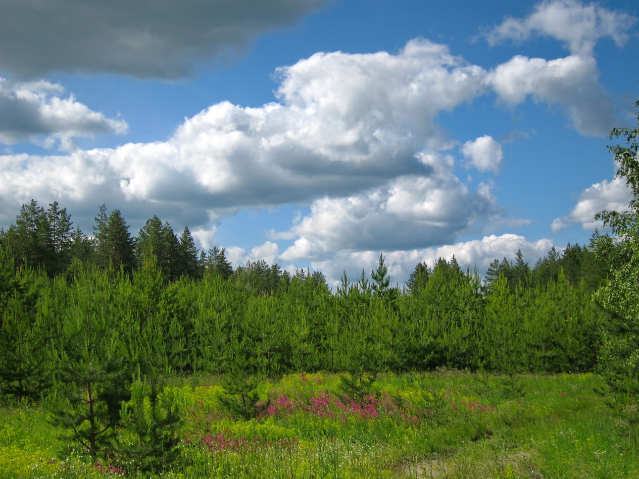 photo "***" tags: landscape, nature, forest, spring