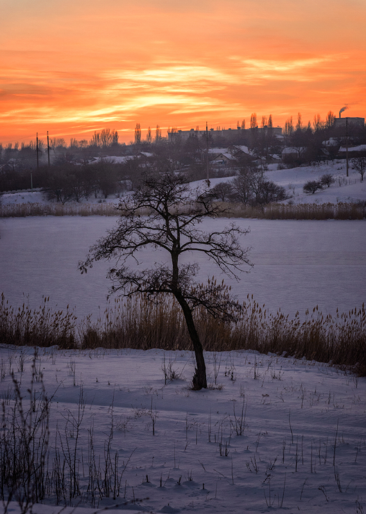 фото "Зимний закат" метки: пейзаж, природа, водоем, дерево, закат, зима, камыш, лед, пруд, снег