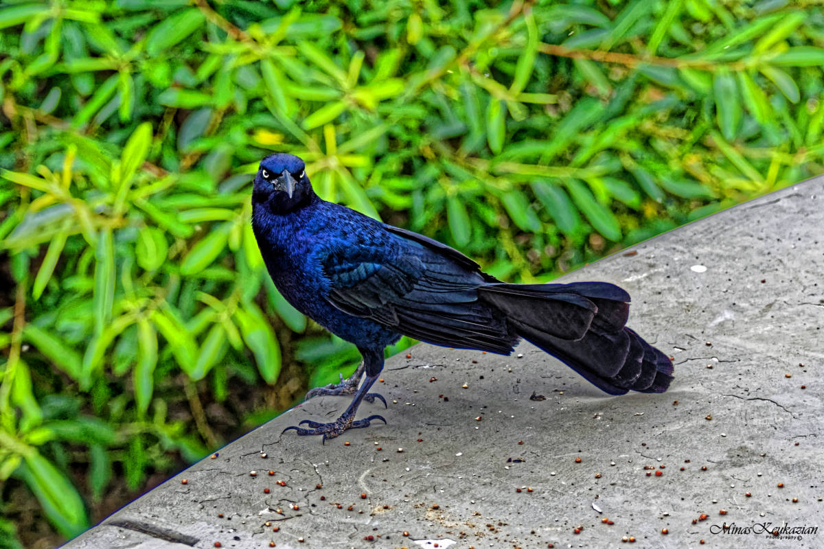 photo "Great-tailed Grackle" tags: nature, misc., wild animals bird fish lake
