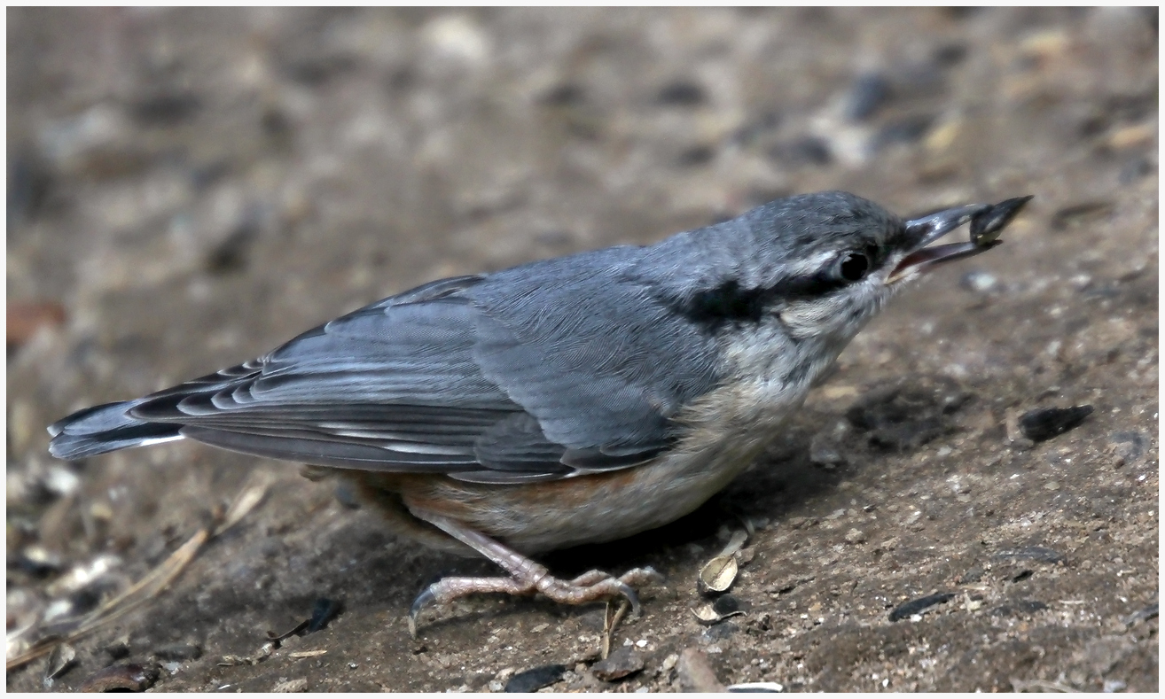 photo "A young nuthatch" tags: nature, macro and close-up, 