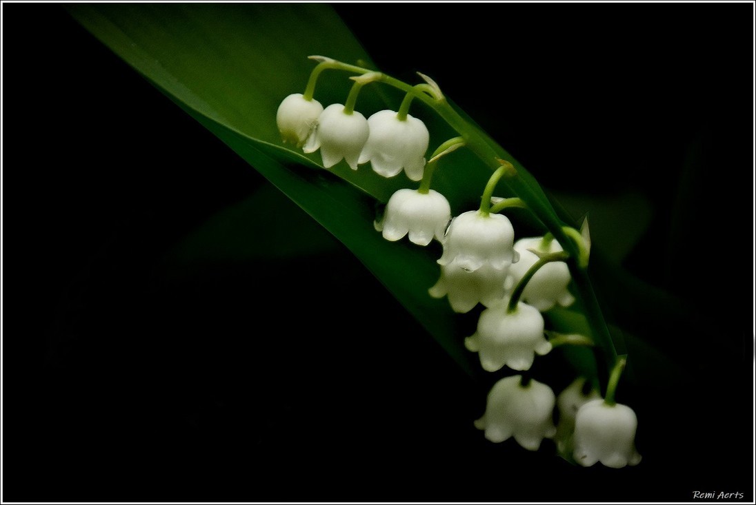 photo "***" tags: nature, macro and close-up, 