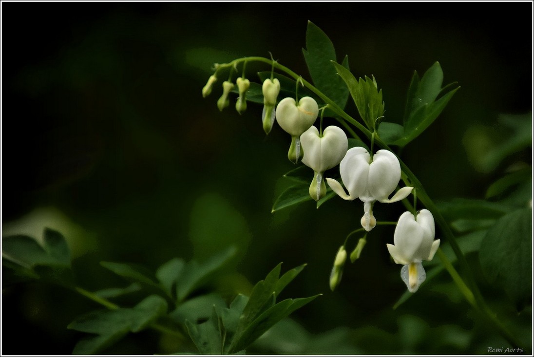 photo "***" tags: nature, macro and close-up, 