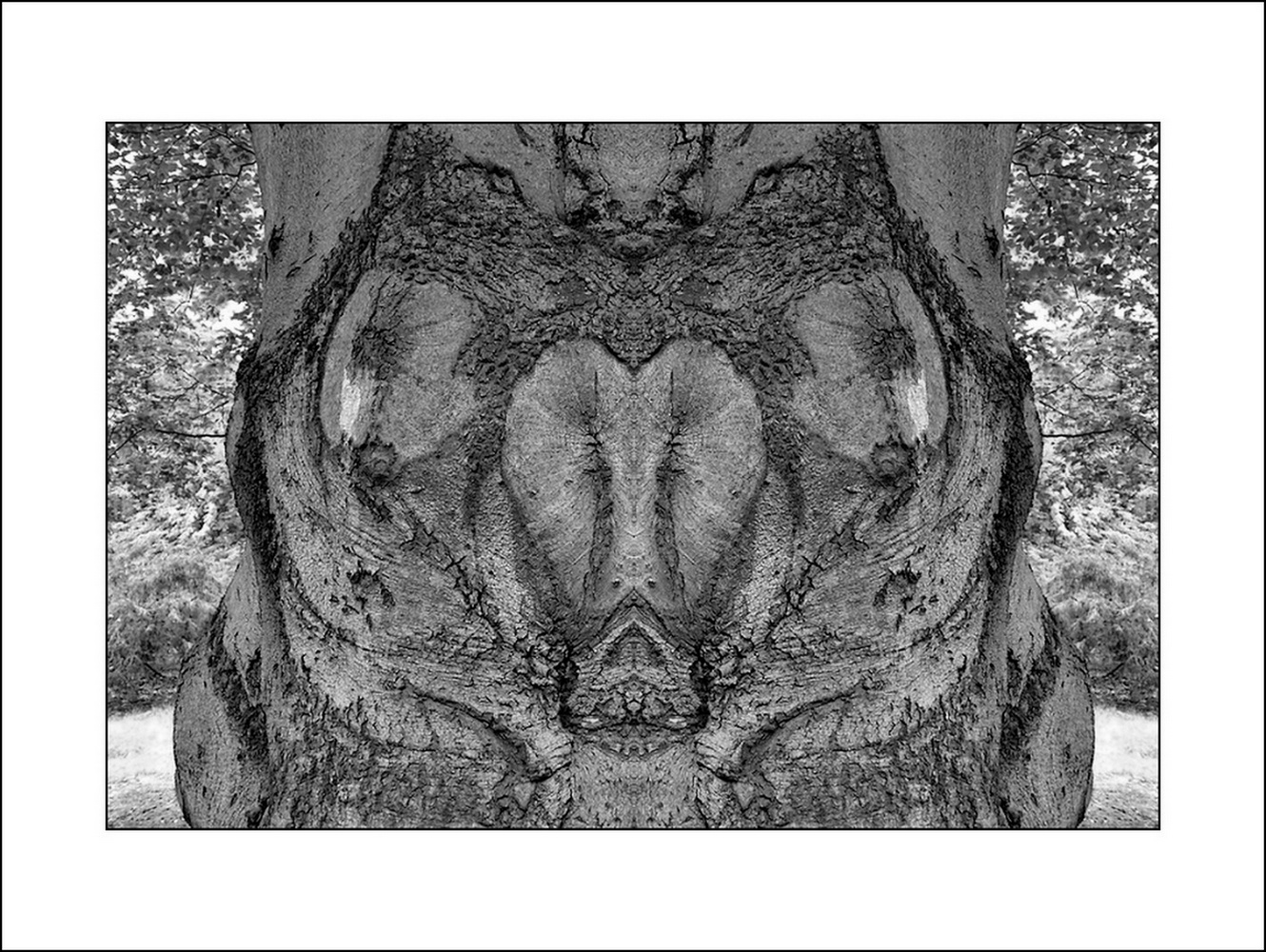 photo "the simpleton" tags: digital art, nature, macro and close-up, bark, close-up, mirror, mono, tree