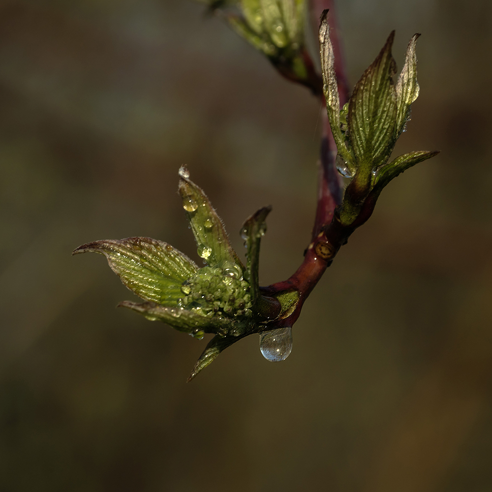 photo "Весеннее" tags: nature, 