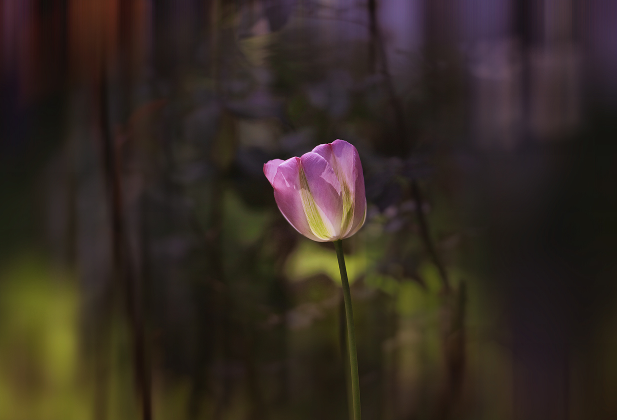 photo "***" tags: nature, macro and close-up, 