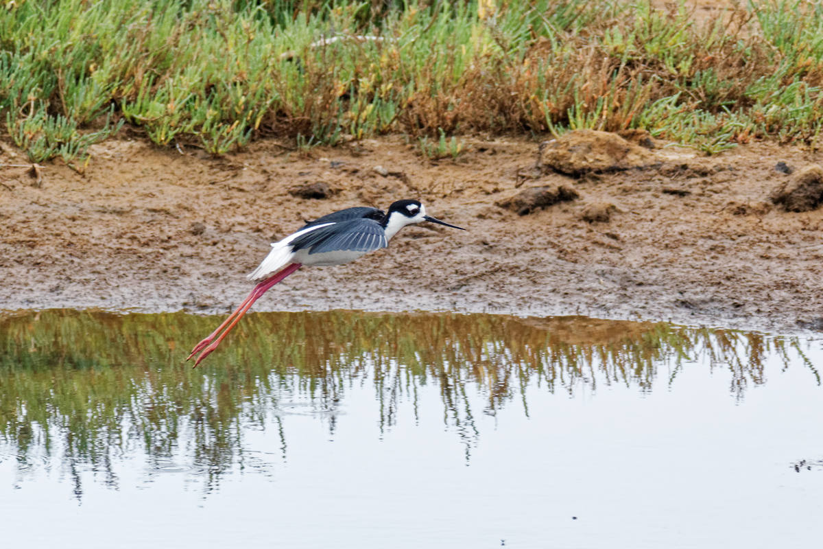 фото "Black-necked Stilt" метки: природа, разное, wild animals bird fish lake