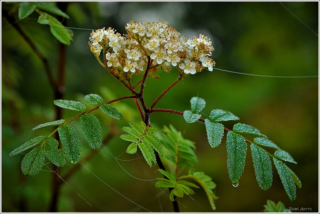 photo "***" tags: nature, macro and close-up, fragment, 