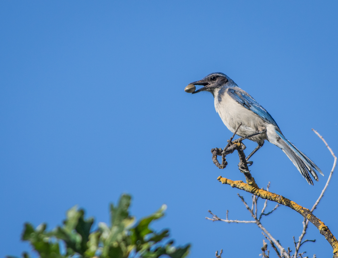 фото "Синяя Сойка (Blue Jay)" метки: природа, PFR  BLUE JAY _ACF8301