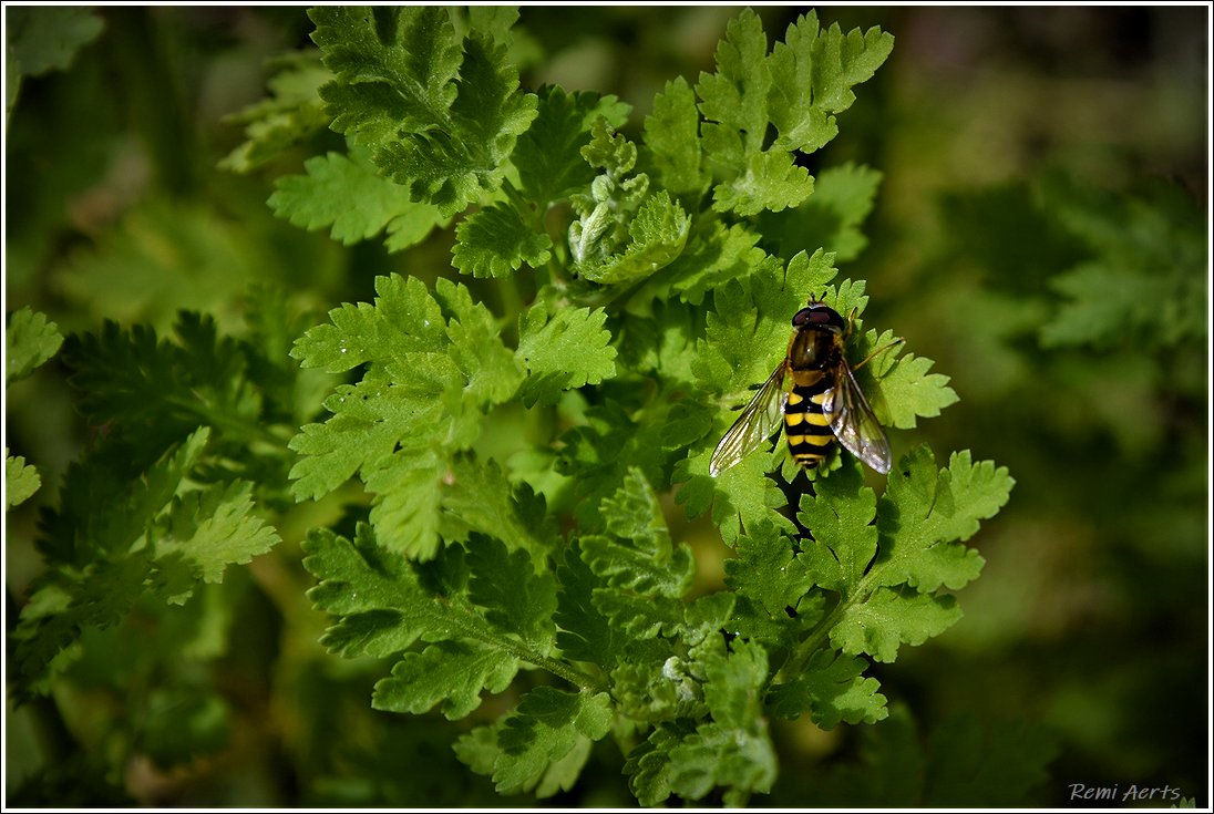 photo "***" tags: nature, macro and close-up, 