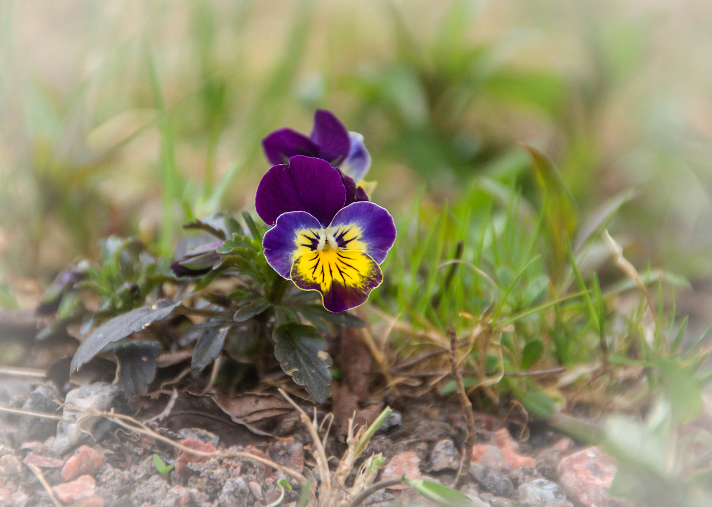 photo "* * *" tags: nature, macro and close-up, 