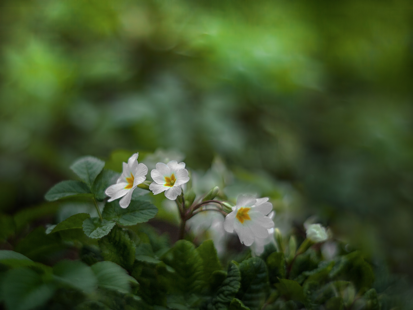 photo "***" tags: macro and close-up, 