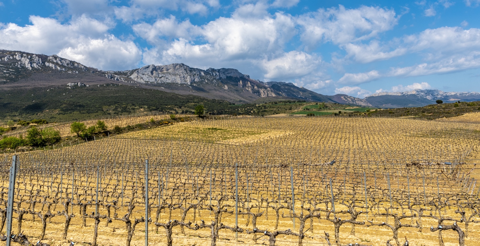 photo "Vineyards in April" tags: landscape, 