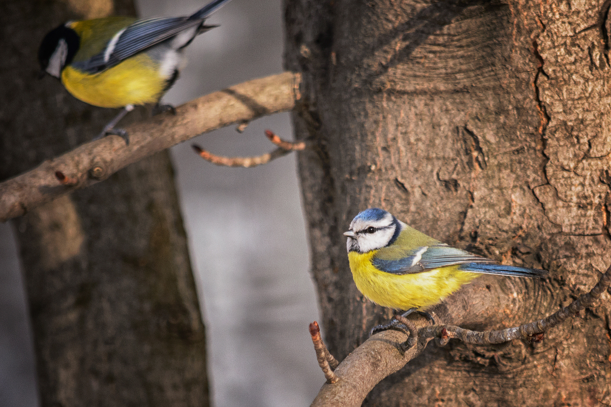 photo "Tits birds" tags: nature, misc., птицы, синицы