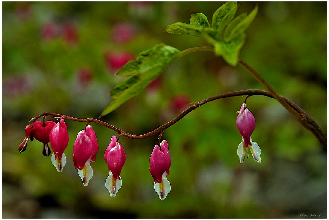 photo "***" tags: nature, macro and close-up, 