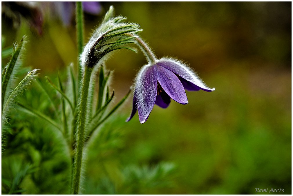 photo "***" tags: nature, macro and close-up, 